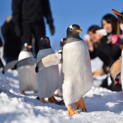 おたる水族館が旅行業参入、道外客の集客増へ10月から着地型商品