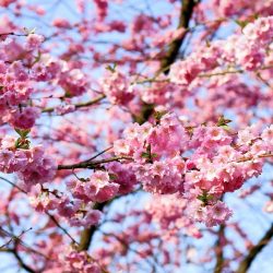 たとえ見る人がいなくても花は咲く