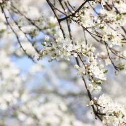 置かれた場所で花咲かじ