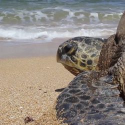 ハワイ州観光局、島ごとにSDGs旅行開発　日本人受け入れ準備も着々