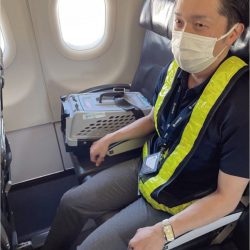 スターフライヤーが機内ペット同伴、22年実施へ検証　新サービス開拓に挑戦