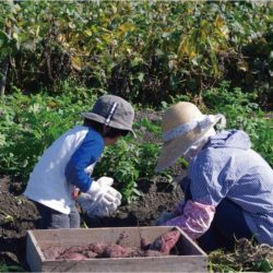 おすそわけツーリズムを実証実験　収穫体験通じて食品ロス削減へ