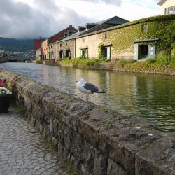 韓国の旅行業界、夏の日本旅行再開に期待　北海道にチャーター便も