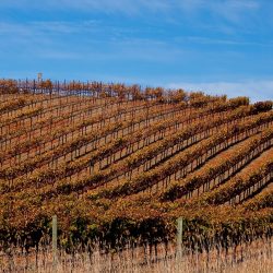 カリフォルニアの水問題と観光　